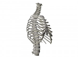Thoracic Spine